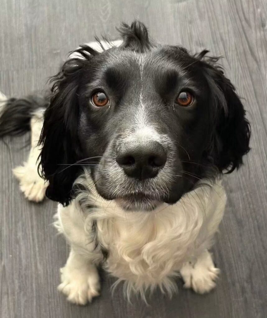 Stanley