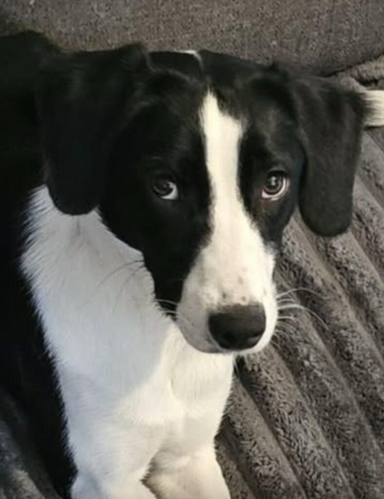 Daisy