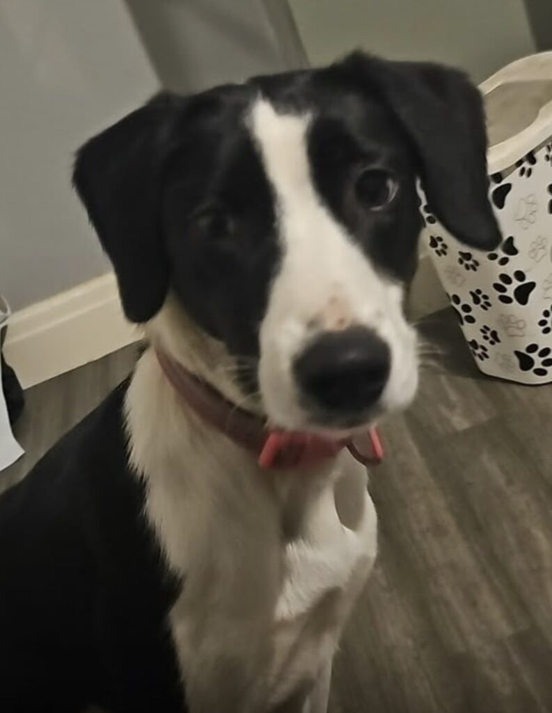 Daisy